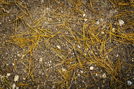 Yellow dry needles of pine lie on the ground.の写真素材