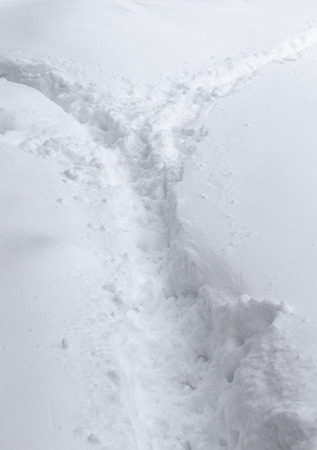 Two paths in different directions in deep fresh snow.の写真素材