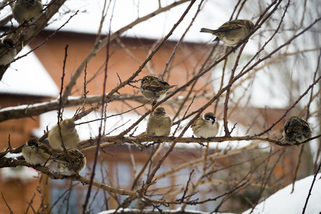 Sparrow on branches of bushes. Winter weekdays for sparrows.