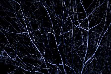 Silhouette of an old dry tree in the light of the moon.の写真素材