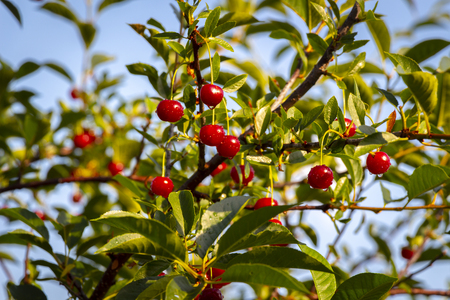 Cherry berries in the garden in the backyard close up.の写真素材