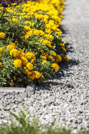 Bright decorative flower bed in a public park.の写真素材