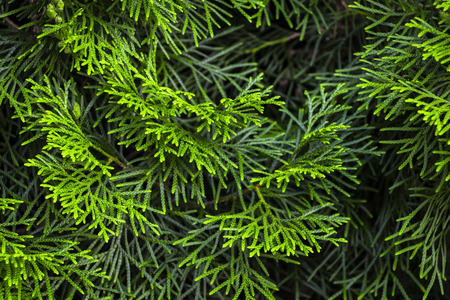 Green twigs of young thai close-up as background.