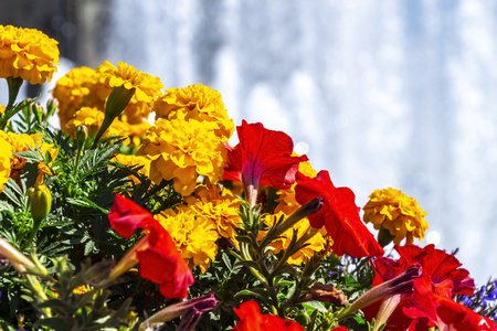 Bright decorative flower bed in a public park.の写真素材