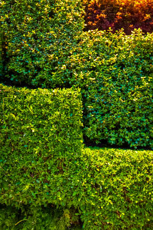 Artificial decoration of the outer wall of the building from green live bushes.