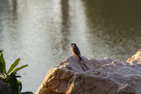A lone gray bird sits on a bright stone on the shore of the bay.の写真素材
