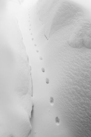 Cat tracks in the fresh snow in the backyard.の写真素材