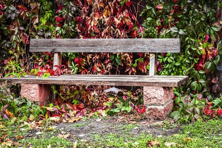 Garden wooden bench in the autumn garden.の写真素材