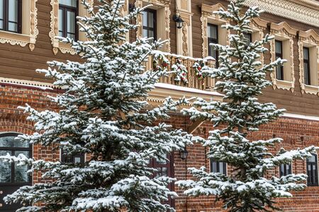 Snowy urban spruce trees against the background of an old building.の写真素材