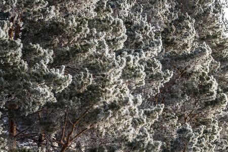 Pine branches in the morning thick hoarfrost.の写真素材