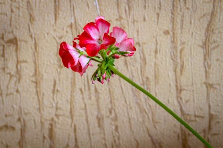 Close up of homemade pink flowers on room wall background.
