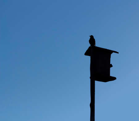 The outline of a starling on a birdhouse against the sky.の写真素材