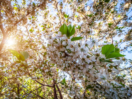 Spring blossom of an apple-tree in clear sunny weather close-up against a blue sky.