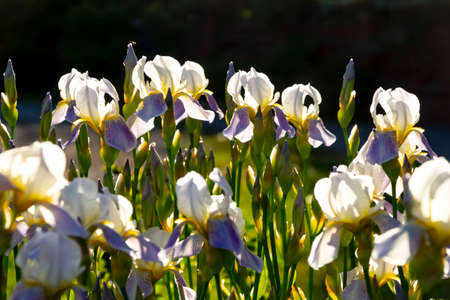 A lot of irises in the garden.