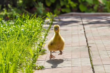 A young yellow gosling walks on the grass of the lawn in the backyard.の写真素材