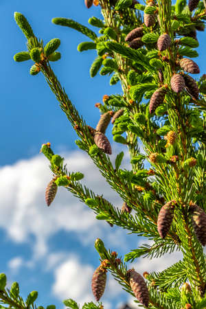 Decorative fir tree with brown cones close-up.の写真素材