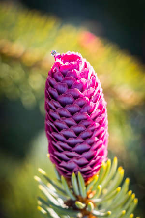 Decorative fir tree with red cones close-up.