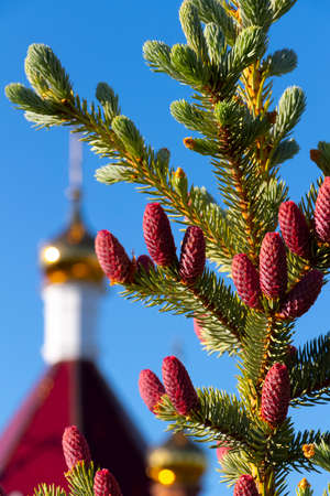 Decorative fir tree with red cones close-up on the background of the golden dome of the temple.