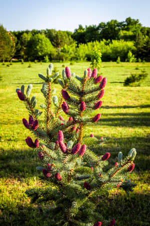 Decorative fir tree with red cones close-up.