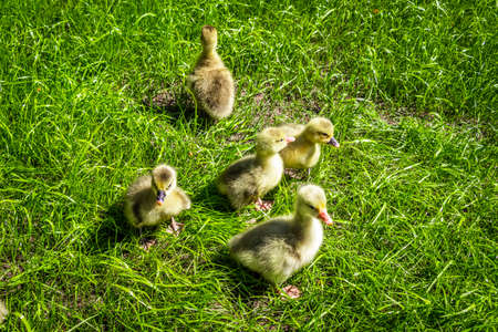 The 3-day-old goslings joyfully run along the lawn grass in the backyard.の写真素材