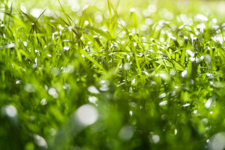 Young lawn grass begins to grow on the backyard lawn.の写真素材