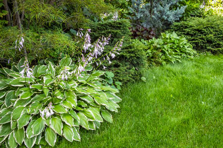A beautiful flower bed in the backyard of a private house.の写真素材