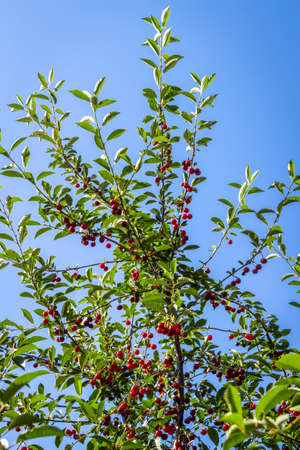 Berries of ripe juicy cherries hang in clusters on branches.の写真素材
