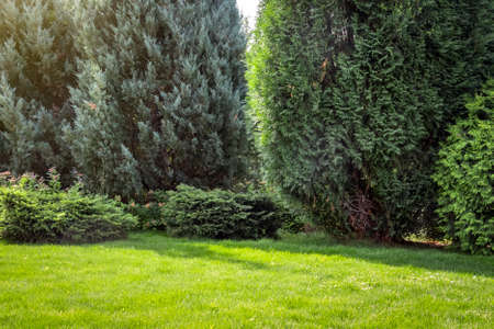 Landscaping of the backyard of a private house. Mowed lawn, decorative trees, flower beds.の写真素材