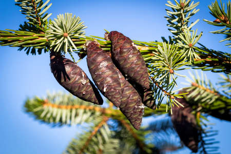 Decorative fir tree with brown cones close-up.の写真素材
