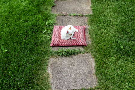A white chihuahua lies on a pillow on the lawn in the backyard.