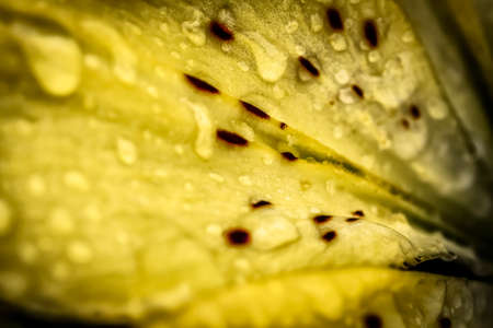 Raindrops on the petals of yellow garden flowers close-up as an abstraction.の写真素材