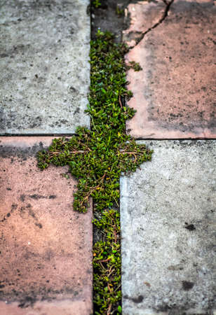 Cracked old concrete paving slabs of a garden path.の写真素材