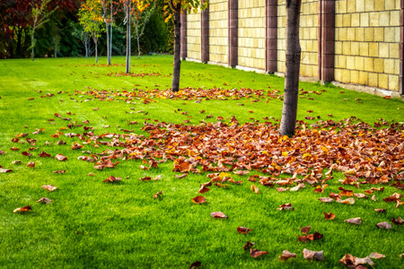 Bright colorful leaves on bushes and trees in autumn in the village.の写真素材