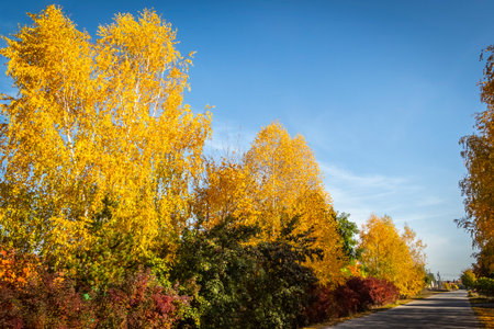 Bright colorful leaves on bushes and trees in the autumn.の写真素材