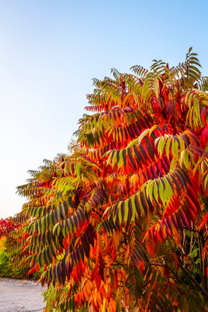 Bright colorful leaves on bushes and trees in the autumn.