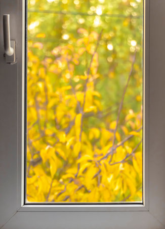 Bright colorful leaves on bushes and trees in autumn outside the window.