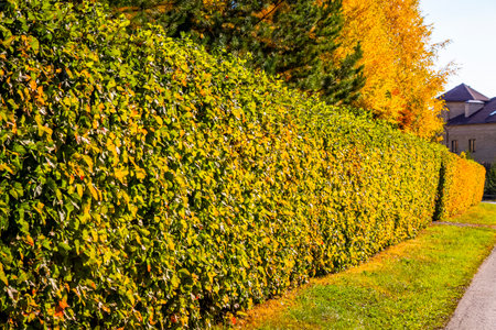 Bright colorful leaves on bushes and trees in autumn in the village.の写真素材