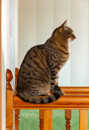 An important tabby cat sits proudly on a wooden staircase.の写真素材