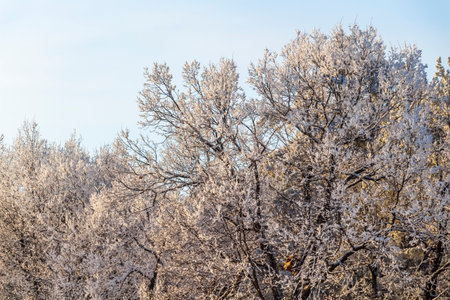 Fresh frost on tree branches on a frosty winter morning.の写真素材