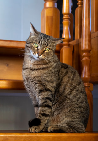 An important tabby cat sits proudly on a wooden staircase.の写真素材