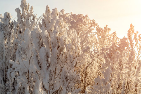 Fresh fluffy hoarfrost on dry grass on a clear winter morning.の写真素材