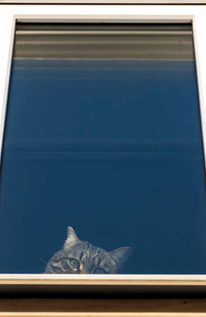 A cat sits on the windowsill and looks out the window.