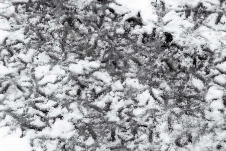 There are many chicken tracks on the freshly fallen snow.の写真素材
