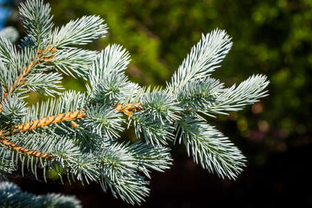 Branches of decorative blue spruce in the backyard.