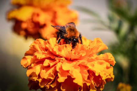 A bee collects pollen from yellow flowers close-up.の写真素材