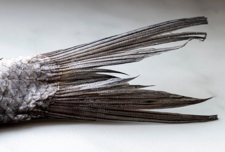 The tail of a dried salted fish lying on the windowsill, close-up.