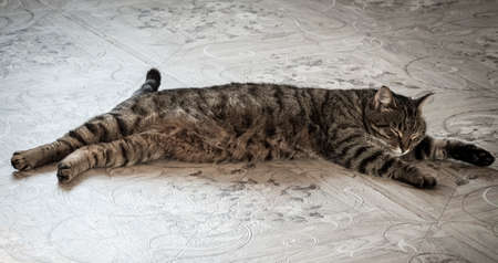 The cat is stretched out and sleeping on the floor.の写真素材