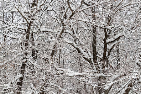 Fresh fluffy snow on tree branches on a quiet winter day.