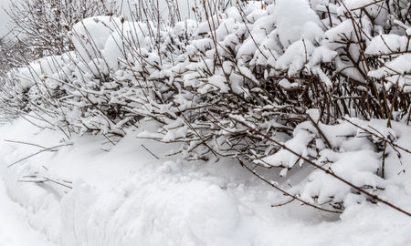 Fresh fluffy snow on bushes branches on a quiet winter day.