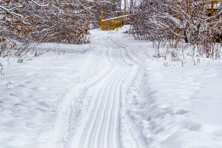 Fresh fluffy snow on tree branches on a quiet winter day.